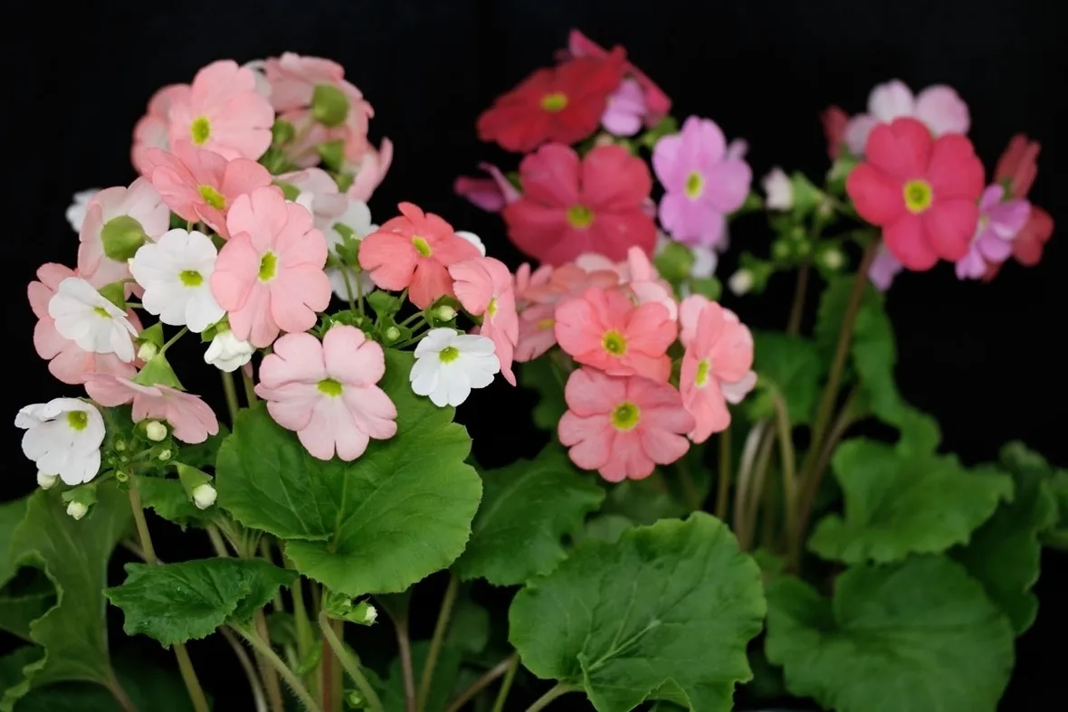 Primula obconica