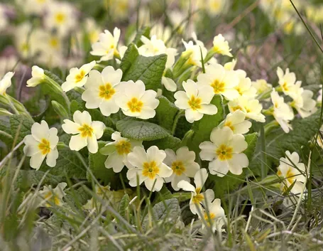 Primula vulgaris
