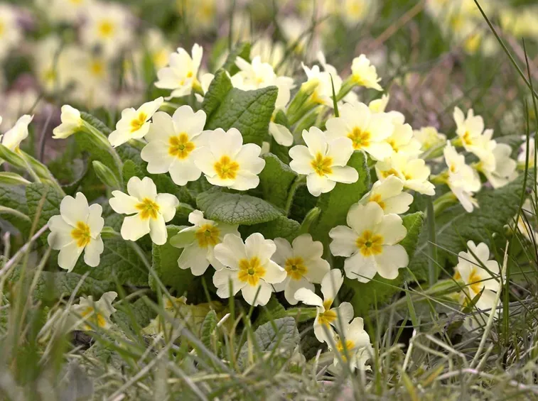 Primula vulgaris
