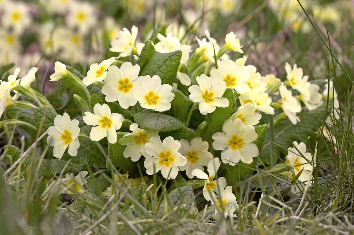 Primula vulgaris

