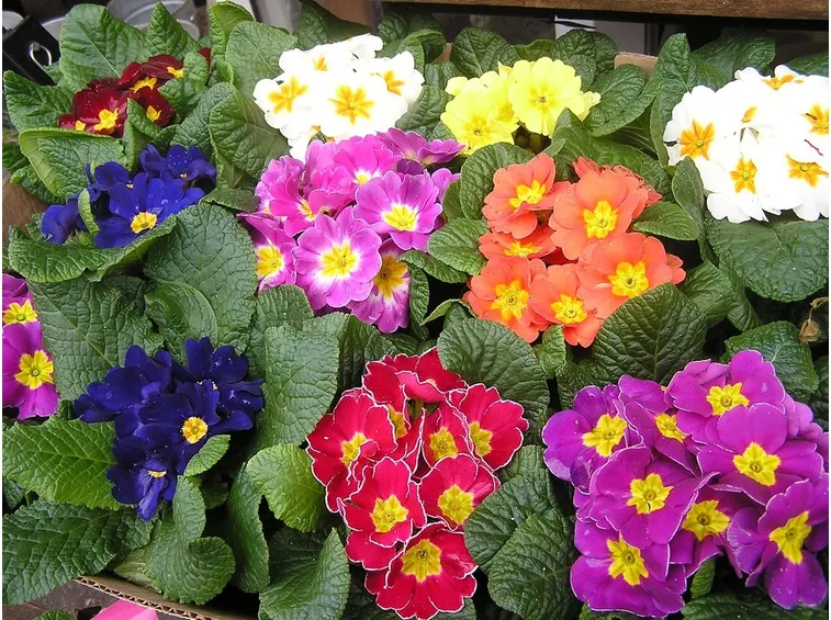 Primula