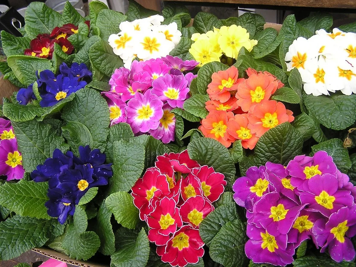 Primula