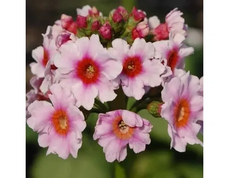 Primula