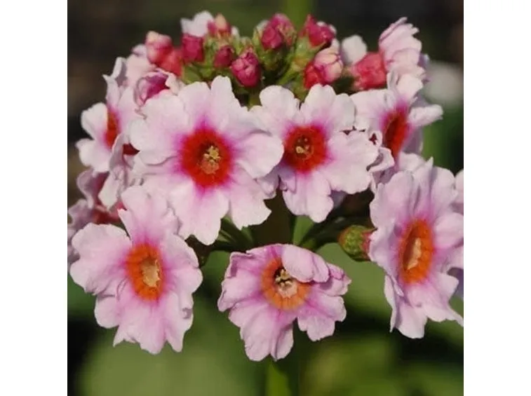 Primula