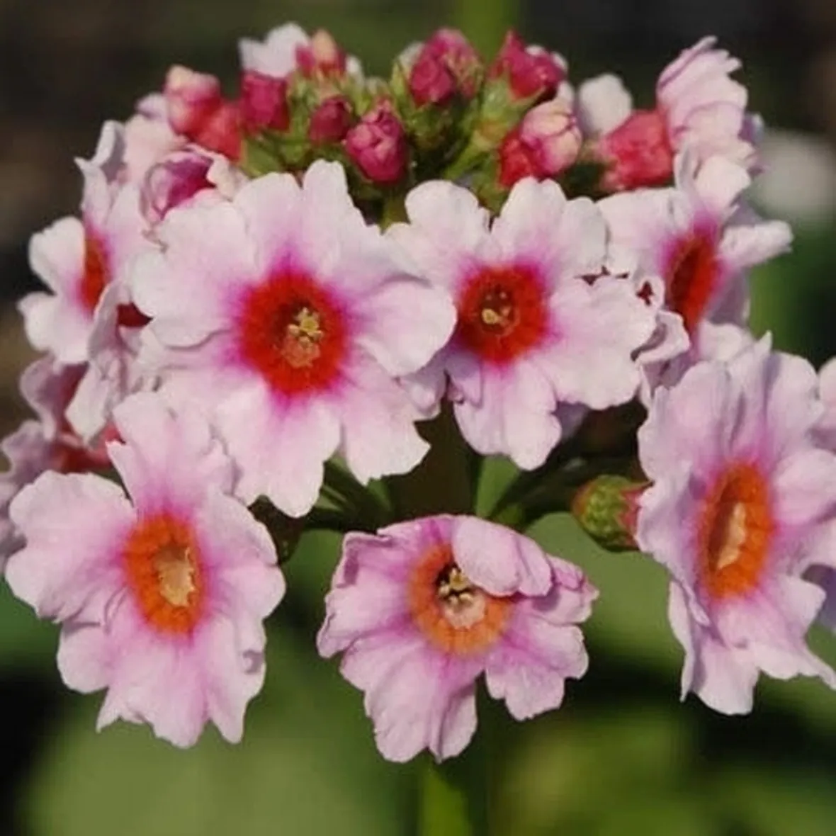 Primula