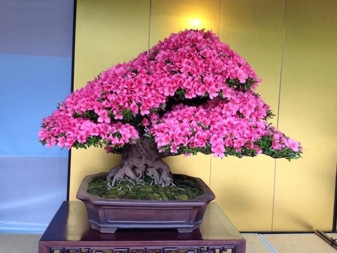 Risposta : azalea bonsai