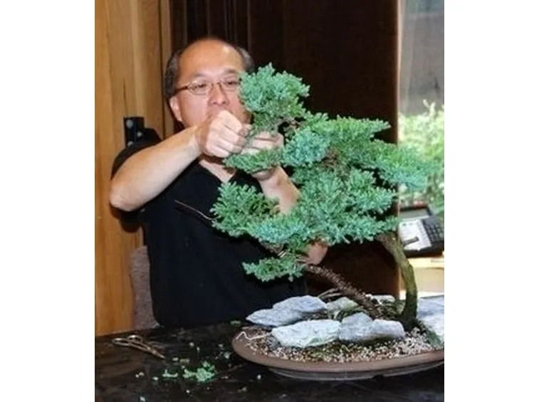 Risposta : bonsai ginseng