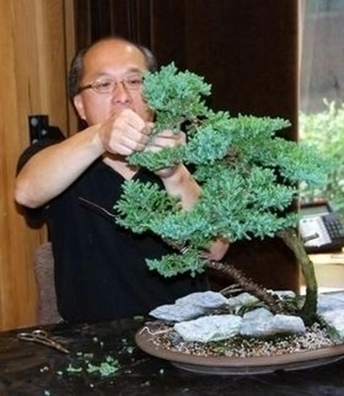 Risposta : bonsai ginseng