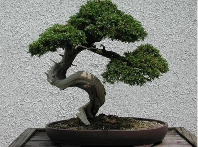 Risposta : bonsai malato'''