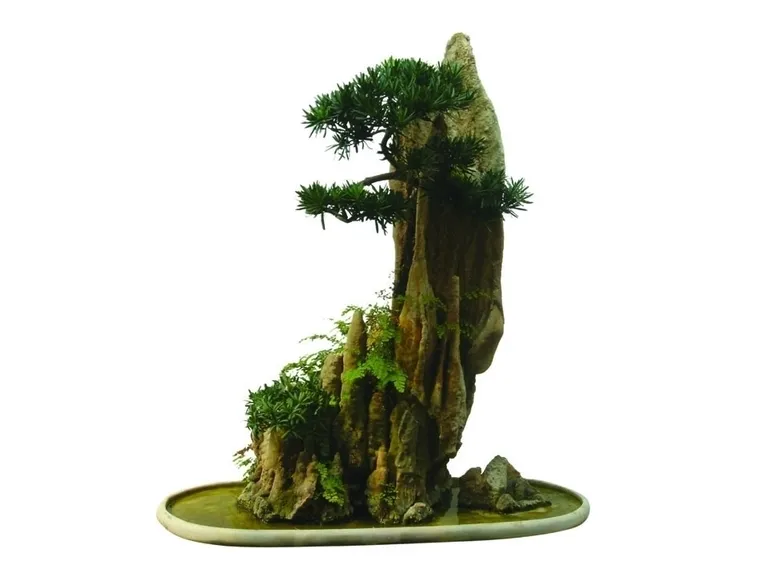 Risposta : BONSAI OLIVO