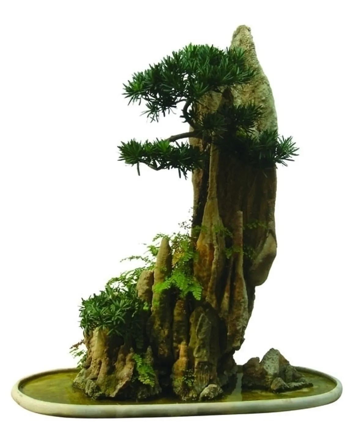 Risposta : BONSAI OLIVO