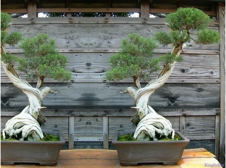 Risposta : bonsai