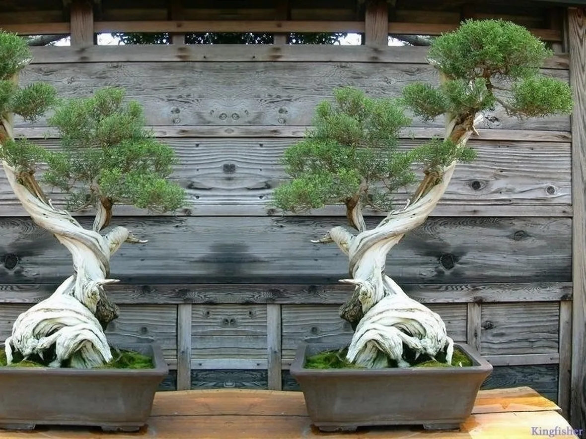 Risposta : bonsai