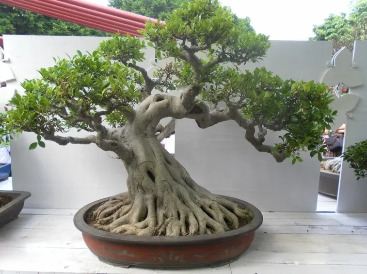 Risposta: Bonsai
