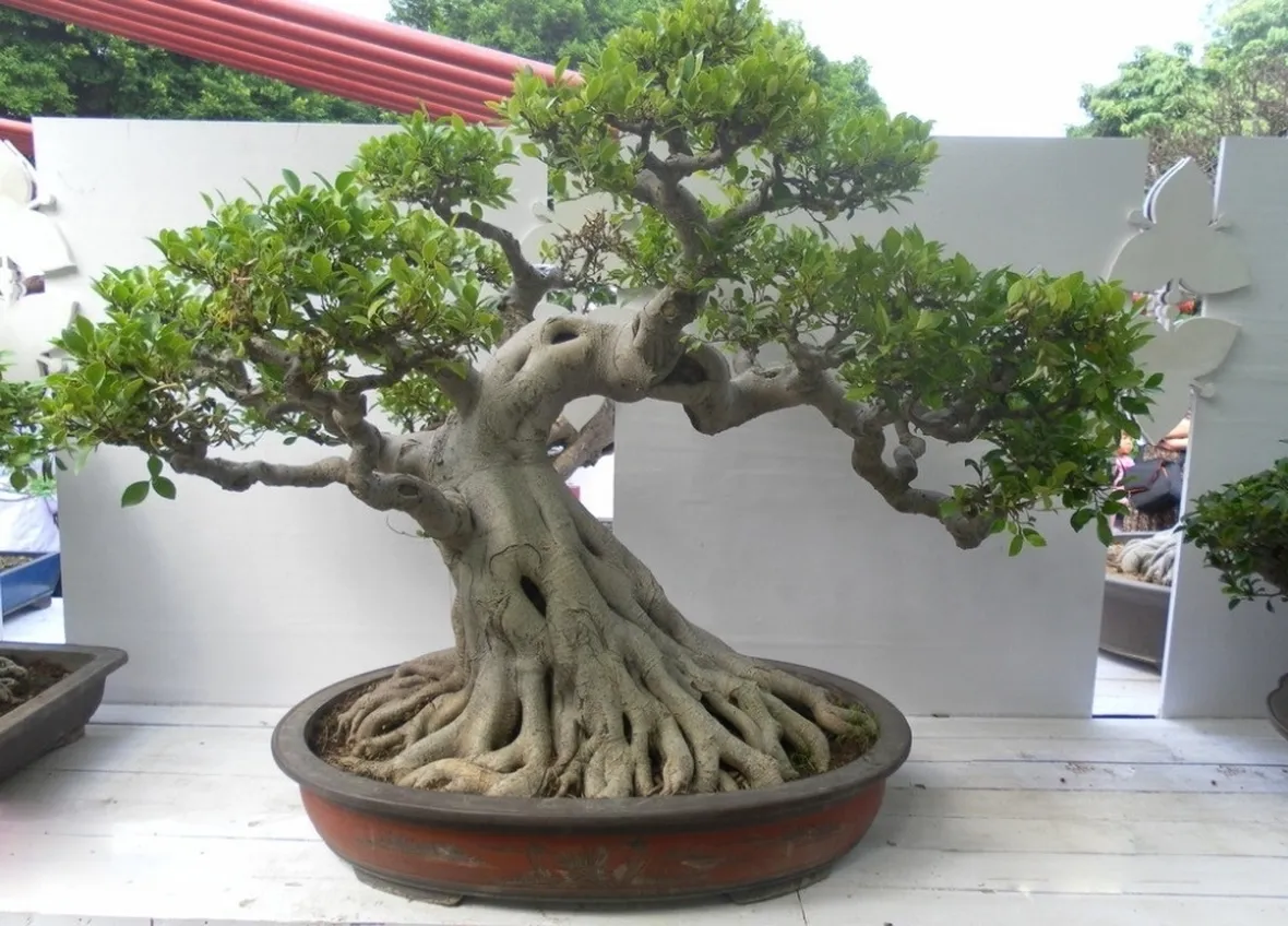 Risposta: Bonsai