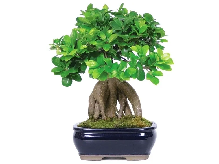 Risposta : Crescita Bonsai