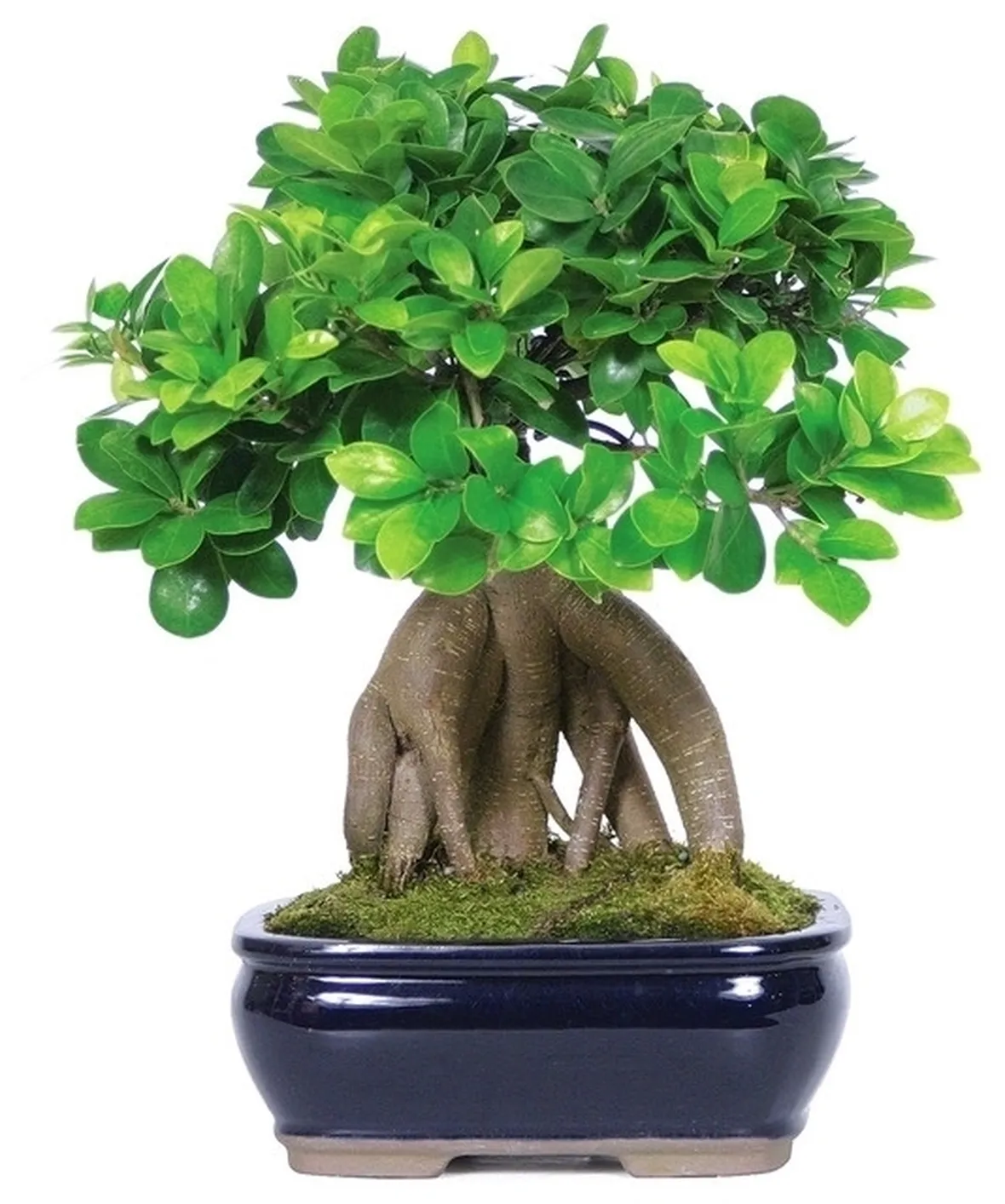 Risposta : Crescita Bonsai