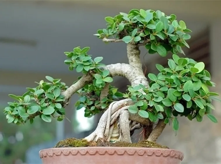 Risposta : foglie bonsai
