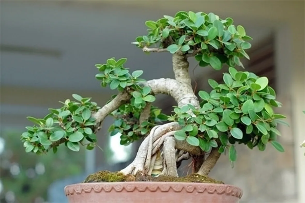 Risposta : foglie bonsai
