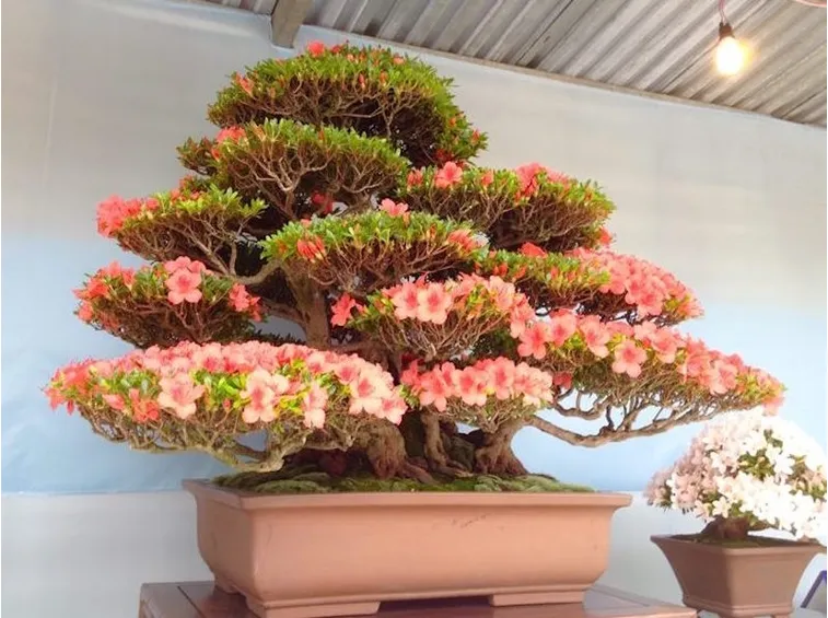 Risposta : foglie del bonsai