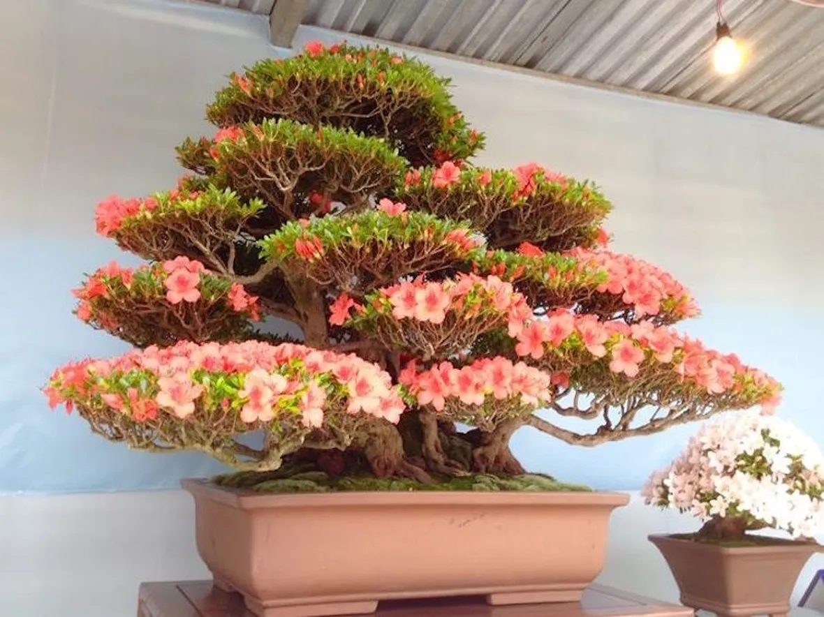 Risposta : foglie del bonsai