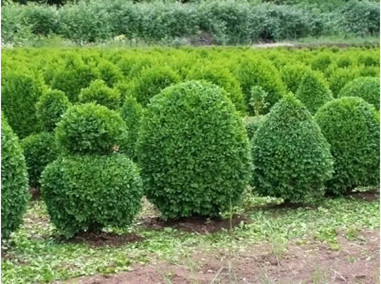 Risposta: il bosso