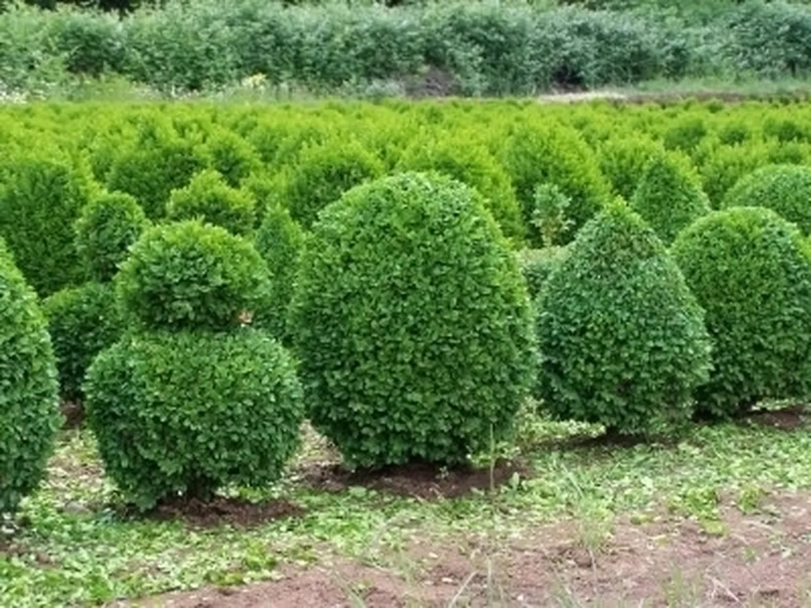 Risposta: il bosso