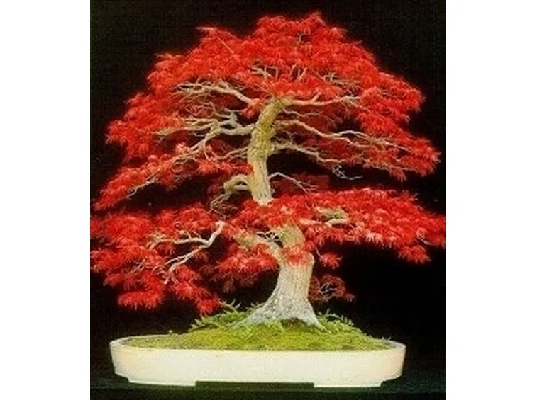 Risposta : prebonsai di Larice