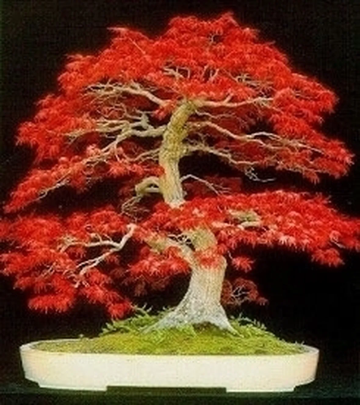 Risposta : prebonsai di Larice