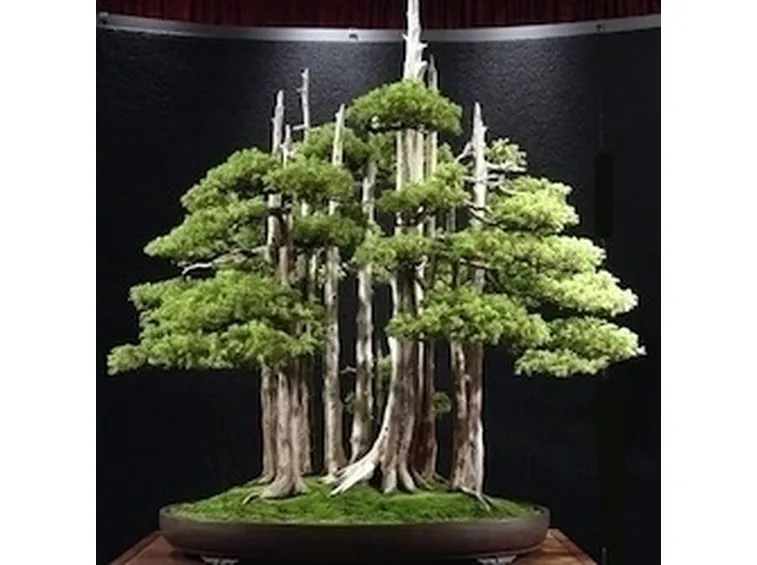 Risposta: Talee da bonsai