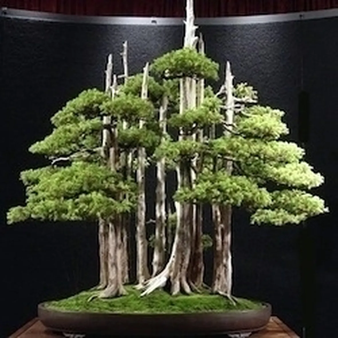 Risposta: Talee da bonsai