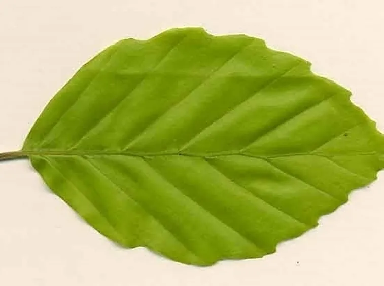 Ticchiolatura