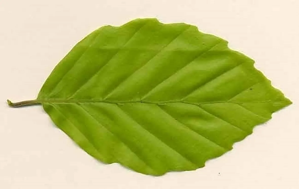 Ticchiolatura