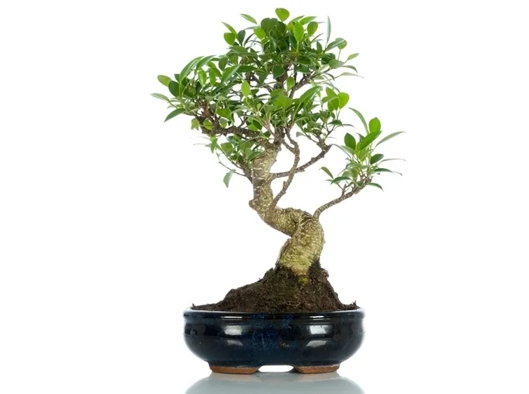 Un bonsai di Ginkgo biloba