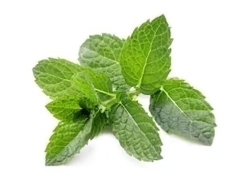 Uso alimentare dell'anice verde