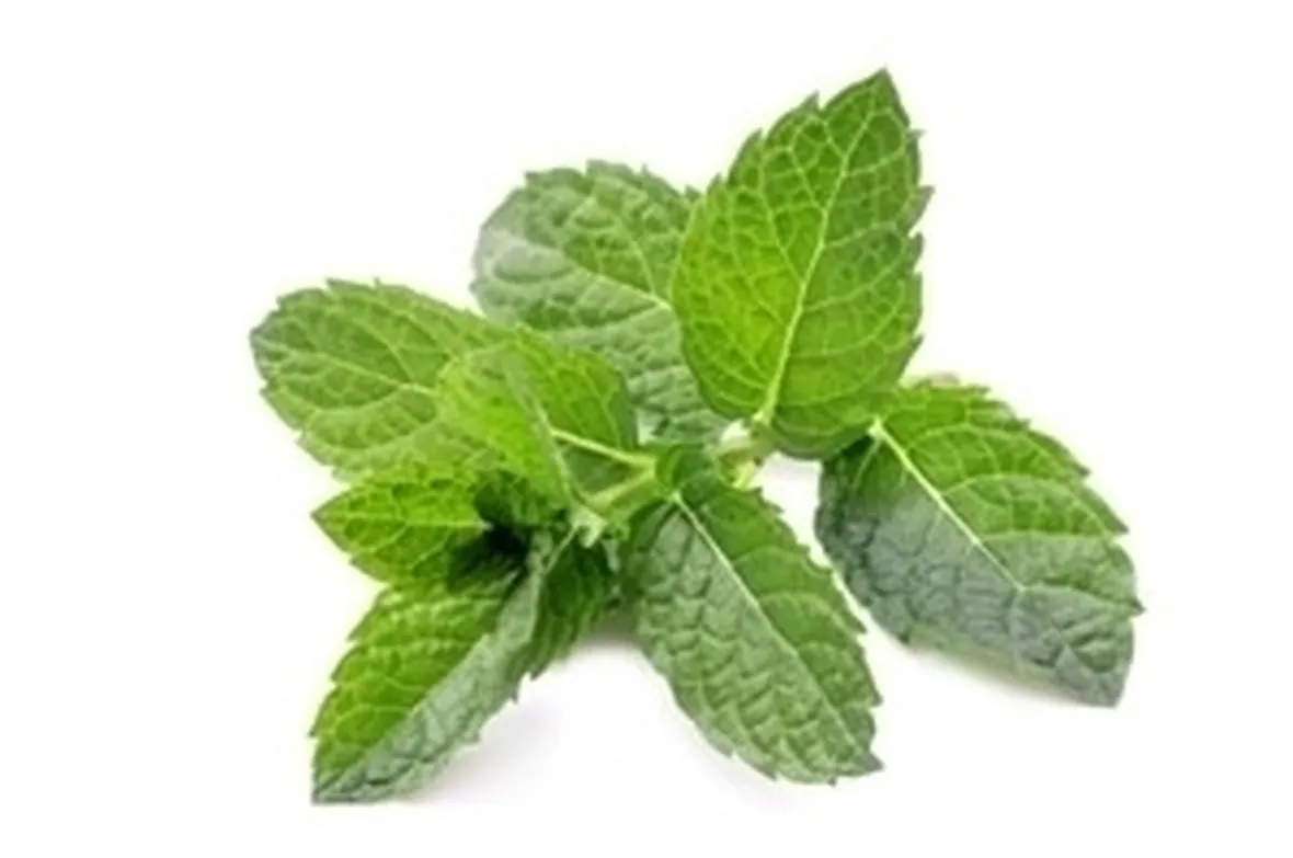 Uso alimentare dell'anice verde