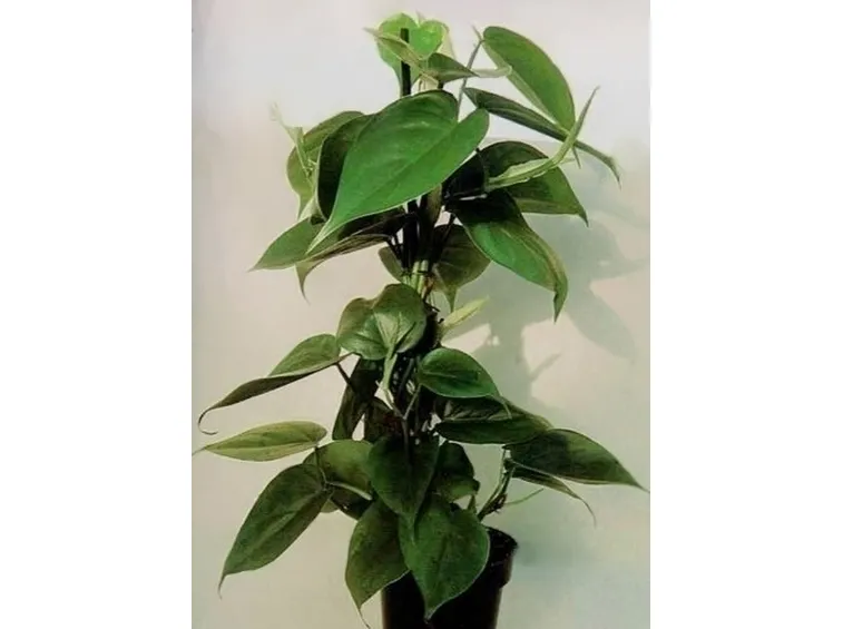Le piante da appartamento