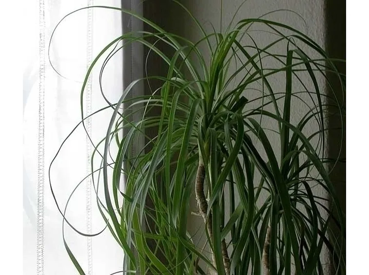 Piante da appartamento con fiori 