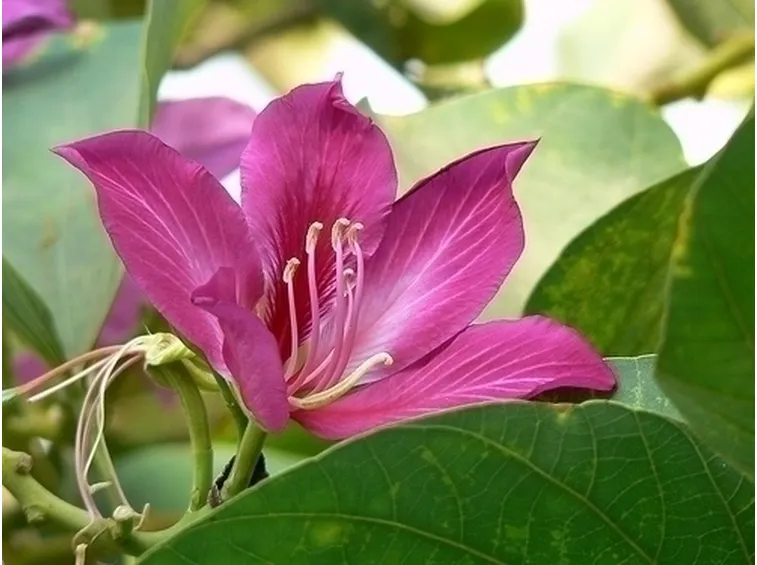 Piante da Appartamento