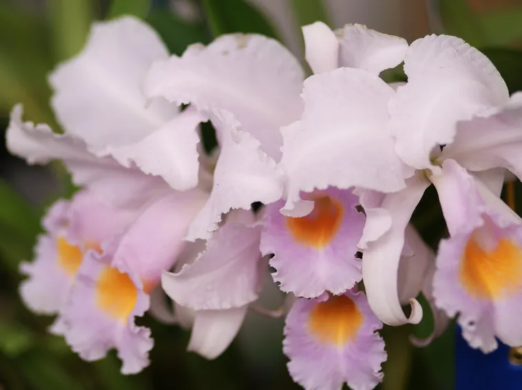 Varietà  Orchidee-9