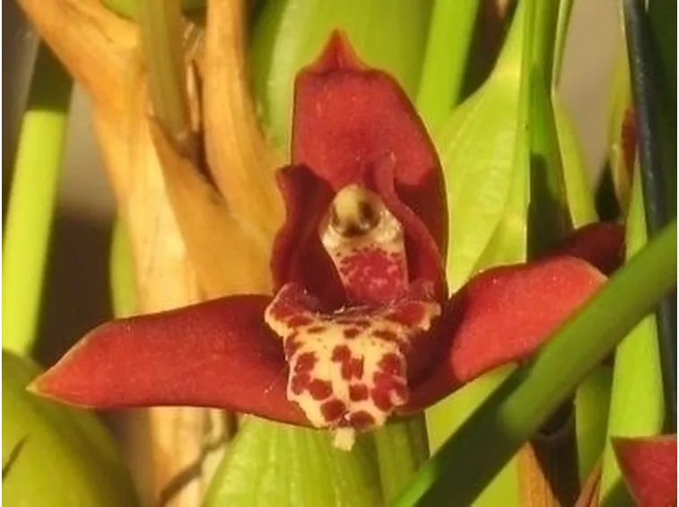 Varietà  Orchidee-7