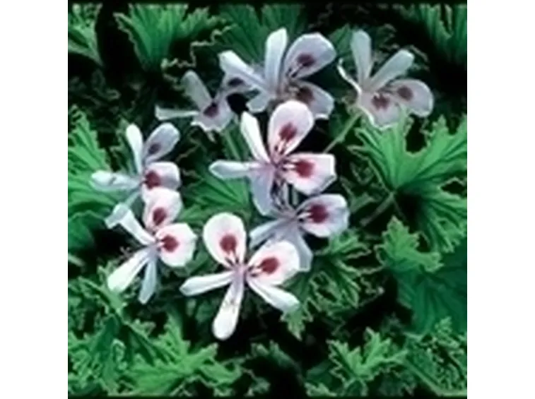 Domanda: Piante rampicanti