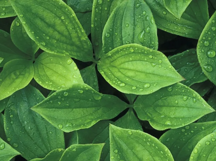 Le piante fiorite e le piante grasse