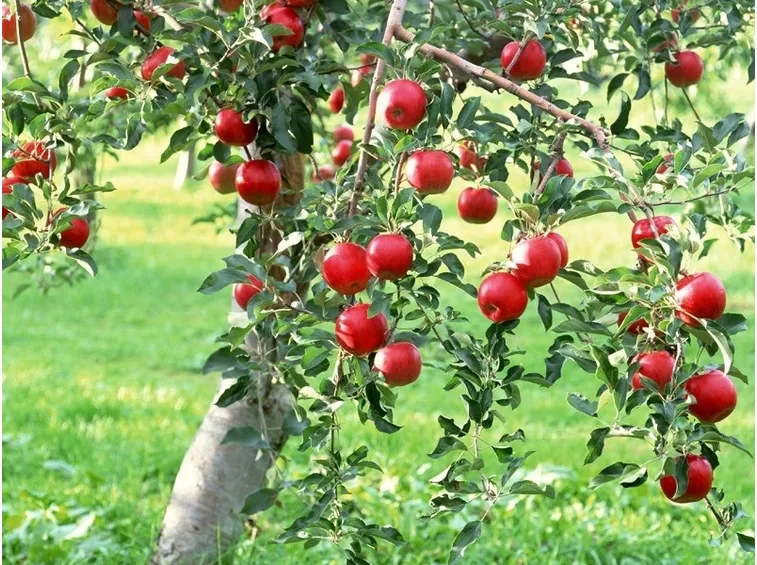 Risposta: Piante da frutto