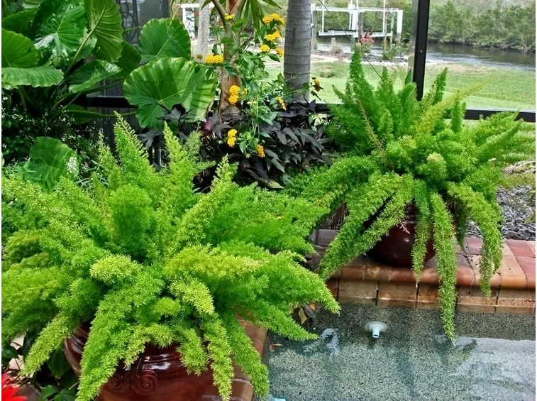 Piante