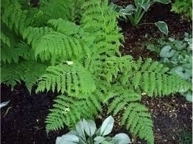 Piante per Siepi