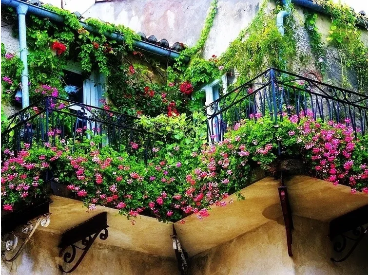 Piante Terrazzo e balcone