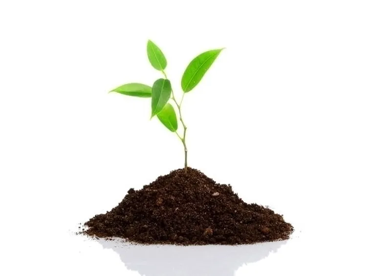 Piante da terra