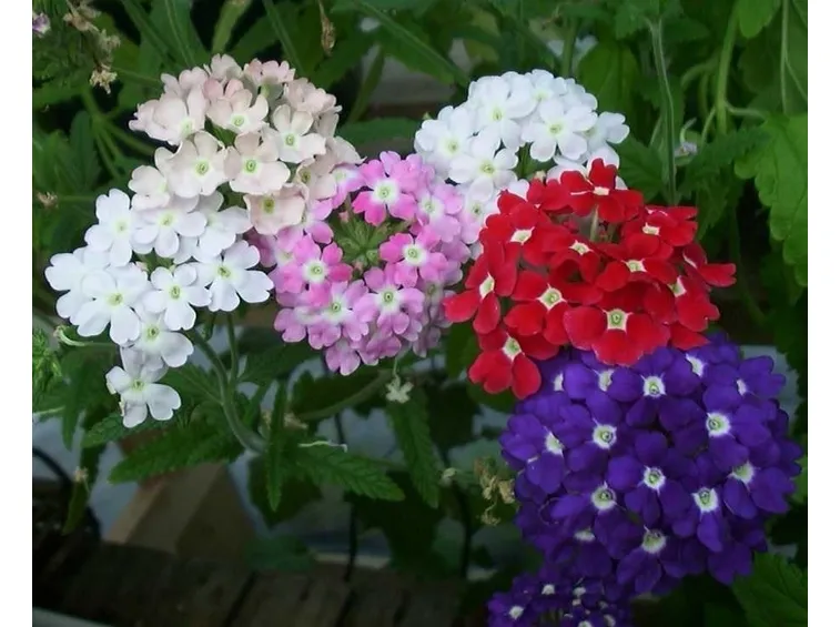La primavera e le piante da appartamento