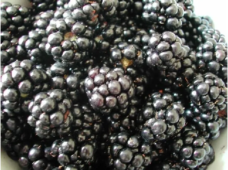 Piccoli Frutti